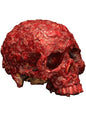 Calavera Corroída de resina