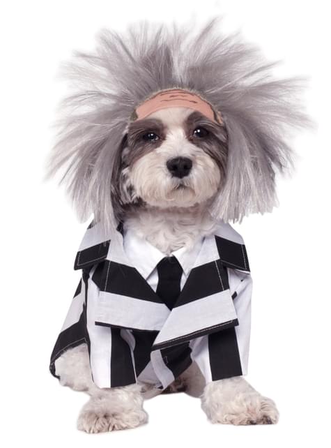 Disfraz de Beetlejuice para perro