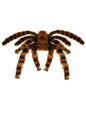 Tarántula moldeable de 65 cm.